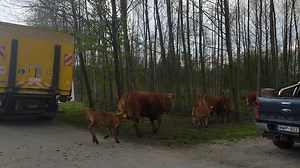 Mozsi Major az Új Mezőgazdasági Magazinban. Kihajtás. #mozsimajor #mezogazdasag #husmarha | Új Mezőgazdasági Magazin