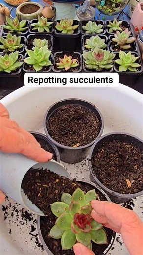 Repotting some echeverias in a bigger pots. Soil: Store bought soil mix for cacti and succulents #bikolanahardinera | Bikolanahardinera