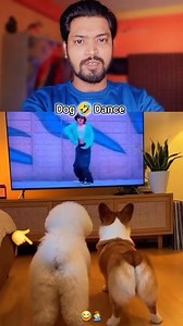 417K views · 13K reactions | Funny  dog dance 臘‍♂️ . . . . #funnyreels #comedyreels #socialmedia #nonfollower #petlovers | Subha Sarkar | Facebook