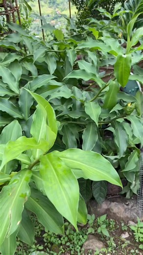 #Insulin Plant #plant #insulin leaves 🍃 #highlightseveryonefollowers #fypシ゚viralシfypシ゚ | Vicenta DeVries