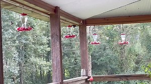 ⚡️NEWS FLASH!⚡️ 🍁FALL MIGRATION HUMMER HOT-SPOTS IN MISSISSIPPI🍁 There have been many Reports of large numbers of Hummer Swarms in Mississippi & along the Gulf Coast. I’m located in Mississippi. I’ve been feeding the birds for about 4 years now. Every year they seem to increase in numbers. However, I only see about 10 during the Spring migration. To me, it seems the hummingbirds are migrating about 3 weeks earlier than years past. -Cathy Guest Myers ____________________________________________