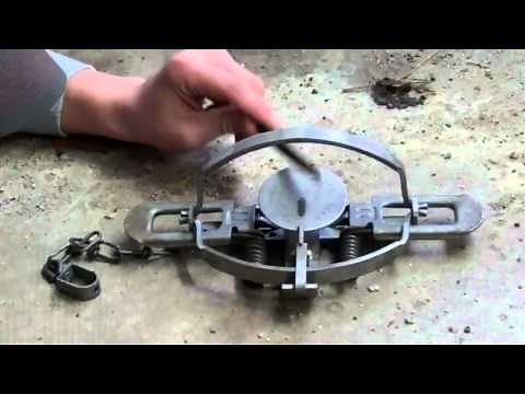 How to set steel varment traps
