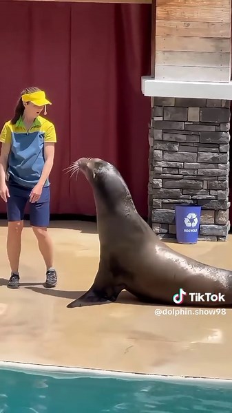 #orcas #trendingg #foryouu #orcas #trendingg #foryouu #orcas #trendingg #foryouu #orcas #foryouu #trendingg #orcas #trendingg #foryouu