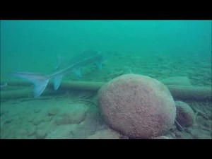 Shipwrecks and Sturgeon in the Columbia River Robson BC April 7 2020