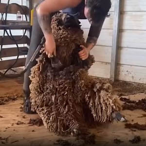 An Overgrown Babydoll Sheep | MetDaan DIY