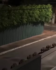 2.3K views · 71 reactions | Capybara parade! | BrushBuck Wildlife Tours, Inc. | Facebook