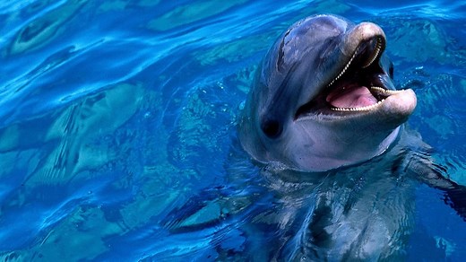 Flipper