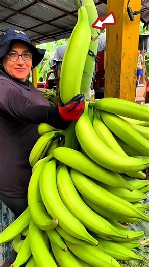 A maior banana do mundo: conheça a Musa Ingens #ciencia #fatoscientificos #fatos #uberabacity #viralreels | Uberaba City