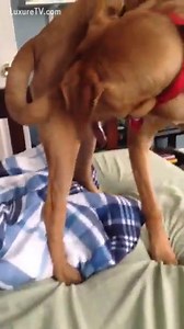 Me encanta masturbar a mi perro hasta que eyacule