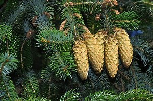 Picea sitchensis - Alchetron, The Free Social Encyclopedia