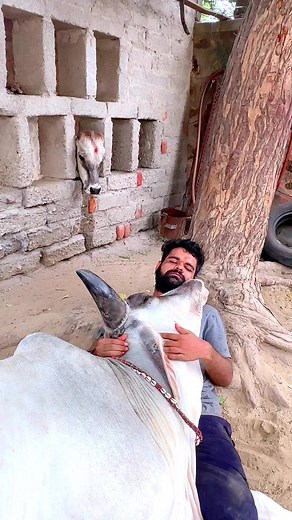 39K views · 2.4K reactions | Meri radha meri tipu連連連連連#cow #cows #farm #cowsofinstagram #cattle #animals #nature #farmlife #milk #calf #love #farming #animal #cowstagram #dairy #bull #photography #moo #cowgirl #highlandcow #dairyfarm #farmer #k #agriculture #cowlove #babycow #agro #art #vaca #happycows | Gopalak Jay | Facebook