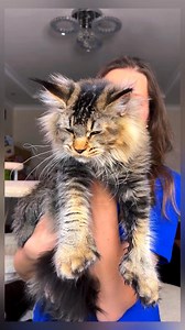 Our first poly queen 🦁Rada has grown a lot💪! #catlover #mainecoon #cuteanimals #petlife #brownhair | Tasselears