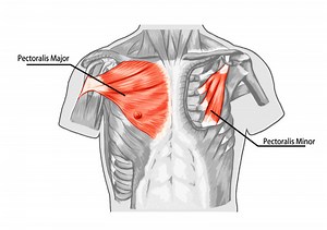 Homecare Elevation: Chest - Pectoralis major and minor - Massage Blog