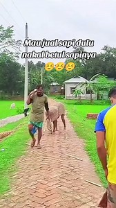 84K views · 338 reactions | Jual Sapi Nakal | Seu Seurian | Facebook