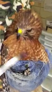 It's lunchtime at the Alabama Wildlife Center! This adult Red - shouldered Hawk was struck by a car, causing an injury to his keel. It certainly hasn't affected his appetite, however, as he chows down on a mid day meal! | Alabama Wildlife Center