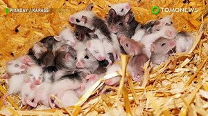 Editing gen bantu tikus betina ciptakan anak tikusnya sendiri | TomoNews Indonesia | Facebook