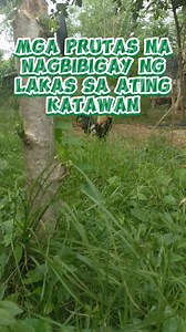 226K views · 1.7K reactions | Mga prutas na nagbibigay ng lakas sa ating katawan | Halamang Panlunas Ph | Facebook