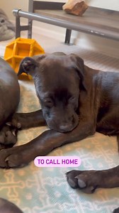 AZ Mastiff Rescue on Reels