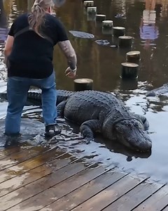 Walk Across The Gators For $20,000 | MrBeast