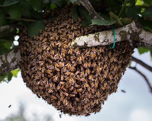 How to Catch a Swarm and Install it in a Beehive