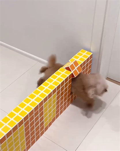 97K views · 234 reactions | The ultimate dog challenge to test your furry one | MetDaan | Facebook