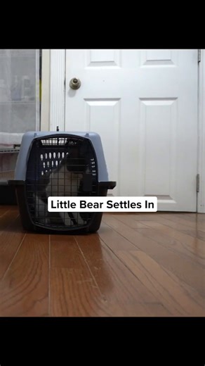 2K views · 221 reactions | Around 98% of the adult cats that we find outside are not spayed or neutered - and this is often a reason WHY cats are outside in the first place. This is preventable. That's why you helped us build @flatbushvet. We need your help to keep spay neuter services more affordable and accessible, which means fewer cats on the street or waiting around in overcrowded shelters. | Flatbush Cats | Facebook