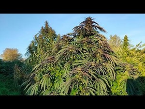 Outdoor Guerilla Growing 🇩🇪