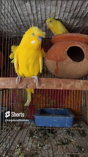 beautiful Japanese lutino budgerigar pair II kingdom of hobbies #kolmishak #parakeet #budgie #budgerigarbird #lovebirds #Mirpur #parrots #birds | Kingdom of Hobbies | Facebook