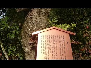 京都の賀茂別雷神社（上賀茂神社）岩上 Kamowakeikazuchi-jinja Shrine ( Kamigamo-jinja Shrine)of Kyoto