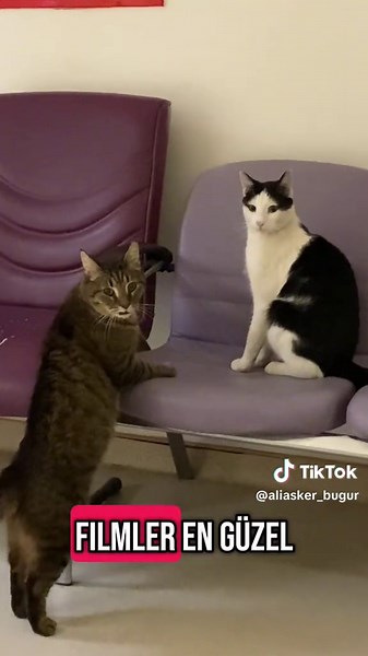 Hayvan seversen beğenisin. Sizce kediler hastahanenin içinde olmalımı? #kedi #kediler #pısikler #hayvan #hayvanhakları #hastahaneler @Aliasker Buğur @Aliasker Buğur