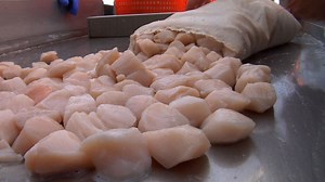 Sea Scallop Fishing Off the Jersey Coast Thriving | Video | NJ Spotlight News