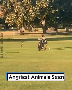 51K views · 242 reactions | Angriest Animals Seen | Barbie Blank | Facebook