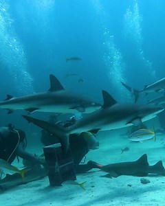 2.6K views · 47 reactions | Are sharks actually friendly fishes?  | Samantha Fox | Facebook