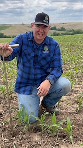 Rapid soil testing sap analysis = predictions for nutrient availability & better recommendations. Contact us to learn more! | Calibrated Agronomy