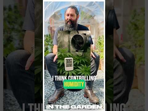 BEST WAY TO BEAT BUD ROT! #howto