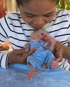 19K views · 904 reactions | Oh No...Mom Please Care Baby Monkey Strongly #reel #cute #babymonkey #newbornbabymonkey #adorablebymonkey #lovelybabymonkey #viral #monkey | Cute Baby Monkey | Facebook