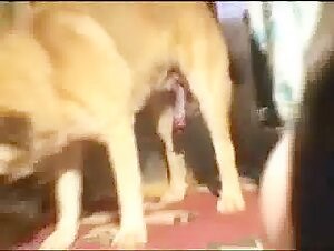 Clare enjoys anal with her lovely dog