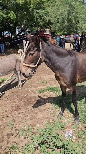 393K views · 2.9K reactions | Hunter Vlogs on Reels | Facebook