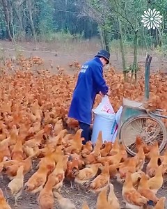 These chickens love eating their favorite food🐔 | Infinite Dreamers