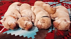 31K views · 7.6K reactions | The Cuddliest Labradors EVER!  | Life With Labradors | Facebook