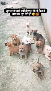 #petlovers | pet lovers