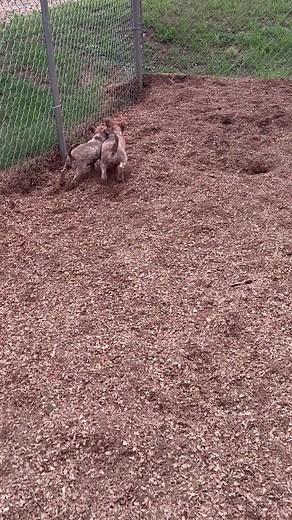 366 reactions · 31 comments | #gregkingcaninerecovery #puppies...