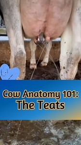 What in the world is a teat? #teats #cowanatomy #udder #dairydoc #dairykind | Dairy Doc