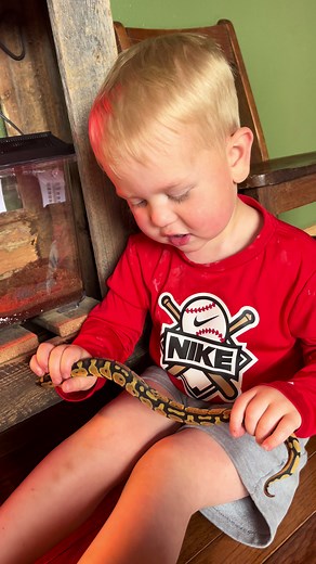 Wizard Boy has begged for a ball python for awhile now and he finally got one 🤎 he’s so happy with her 🐍 #snake #toddlersoftiktok #boymomlife #naturelovers #fyp