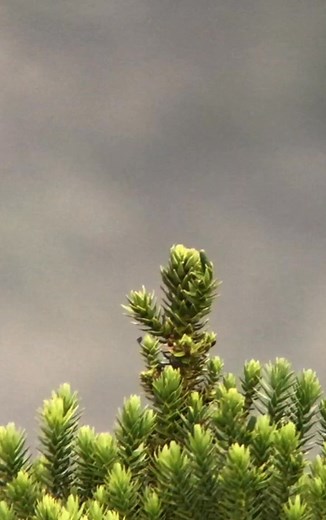 Vinaceous-breasted Amazon Amazona vinacea Campos do Jordão, São Paulo, Brazil 🇧🇷 | North Africa Parrot Services