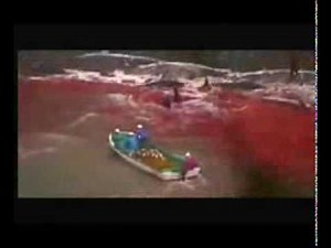 Matt Damon Narrates the Story of Dolphin Slaughter in Japan