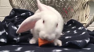 UPDATE - ADOPTED Meet Mimi Mimi is an adult female rabbit who is looking for her new family. She is an easy to handle rabbit who can easily be pat and picked up and she really loves her fresh vegetables and grass. The adoption fee is $35.00 and this includes a vaccination. We are currently open via appointment only and you must be covid -19 vaccinated to enter our facility. If you are interested in Mimi please contact the Blacktown Animal Holding Facility on 9839 6161 or email animal.pound@black