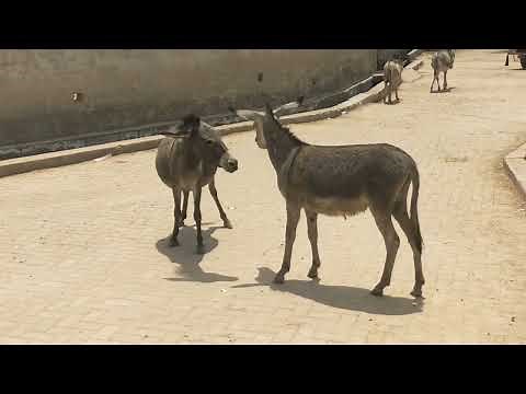 Donkey mating | Donkey enjoying | Donkey meet