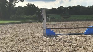 🌟5 year old For Sale 🌟 KEC Maximum Joe x King of Diamonds x Clover Hill Pm for more information. Based in Berkshire | JCH Sport Horses