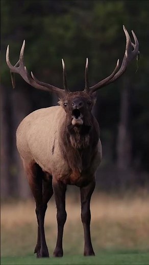 Very Loud Elk Bugle Up Close - Amazing Sound